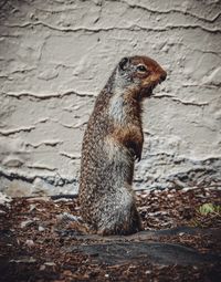 Side view of an animal on rock against wall