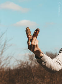 Close-up of hand holding plant