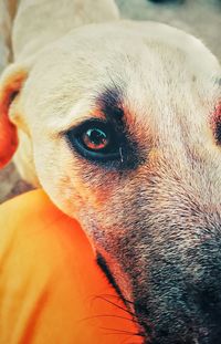 Close-up portrait of dog