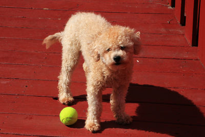 Portrait of dog with ball on brick wall