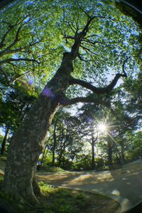 Sunlight streaming through trees in forest