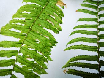 High angle view of fresh green leaves on plant