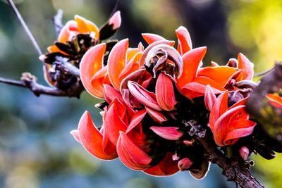 Close-up of orange flowers blooming outdoors