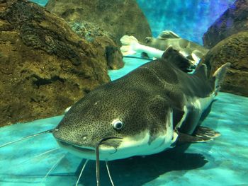 Catfish swimming in tank