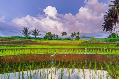 paddy field