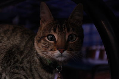 Close-up portrait of a cat