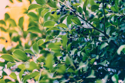 Close-up of plants growing on field