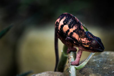 Close-up of chameleon on plant stem
