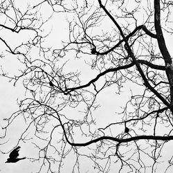 Low angle view of bare trees against the sky