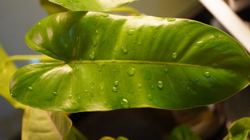 Close-up of green leaves