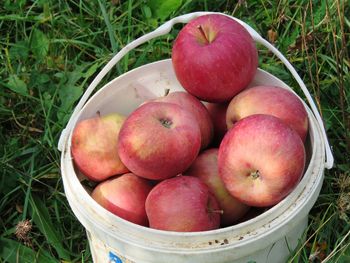 High angle view of apples in container