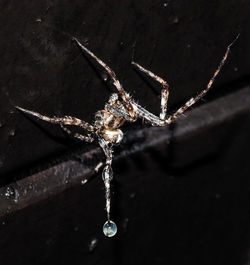 Close-up of spider