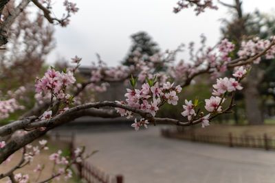 Close-up of pink cherry blossom tree