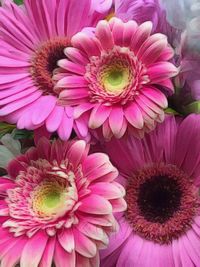 Close-up of pink flower