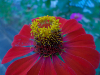 Close-up of red flower