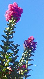 Low angle view of flowers against clear blue sky