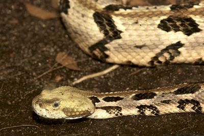 Close-up of snake in zoo