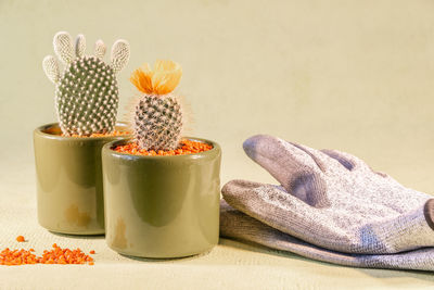 Close-up of potted plant on table