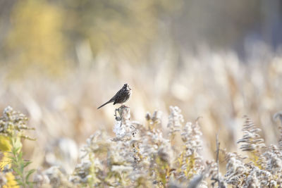 Song sparrow on seedheads