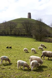 Sheep in a field