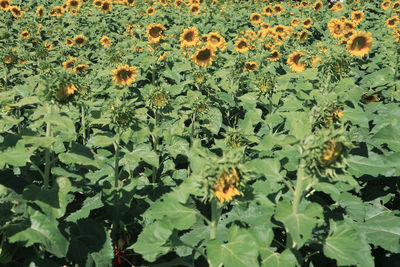 Close-up of sunflower on field