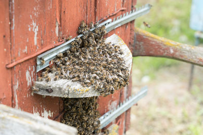 Close-up of bee on wood