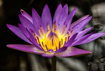 Close-up of purple water lily