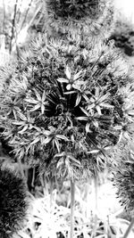 Close-up of plant against blurred background