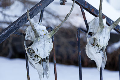 Close-up of icicles hanging on snow covered tree