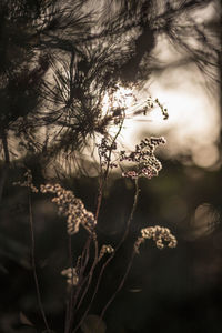 Close-up of flowers