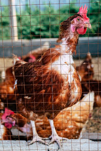 Close-up of birds in cage