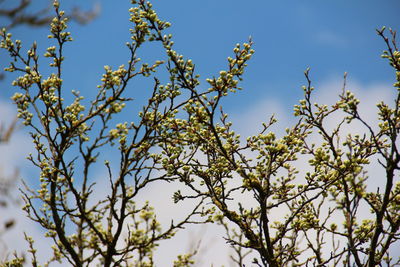 Low angle view of flowering plant against sky