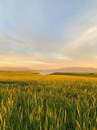 Scenic view of agricultural field against sky