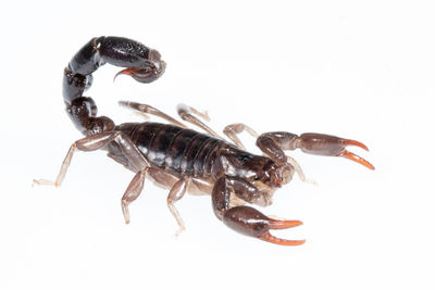 scorpion