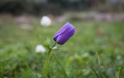 Close-up of purple crocus flower on field