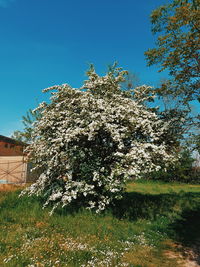 Plants growing on field against clear blue sky