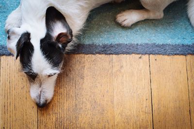 Close-up of dog