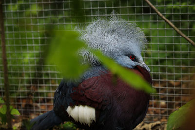 Chubby scheepmaker's crowned pigeon hidden among the bushes and steams like a dude. purple
