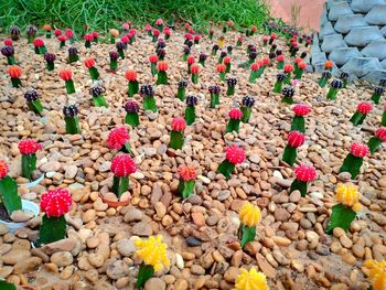 High angle view of multi colored flowers on field