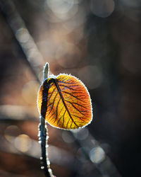 Close-up of yellow autumn leaves