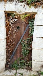 Ivy growing on brick wall