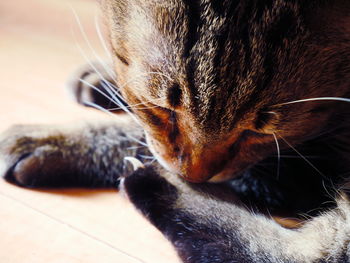 Close-up of a cat