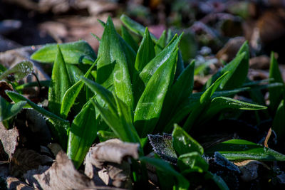 Close-up of fresh green leaves