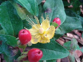 Close-up of red flowers