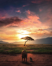 Horses in a field