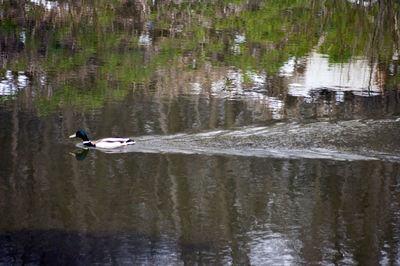 Man rowing boat on river