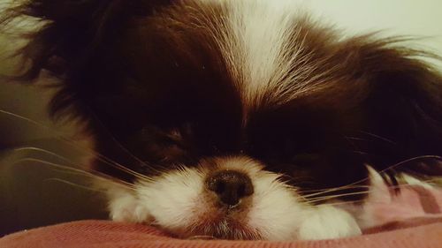 Close-up of cat sleeping