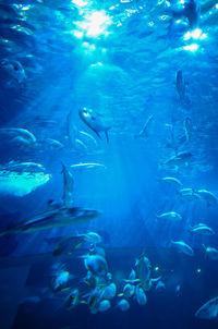 School of fish swimming in aquarium