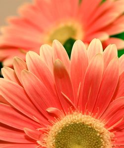 Close-up of pink flower