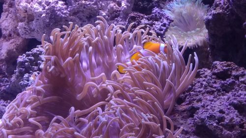 View of fish swimming in sea